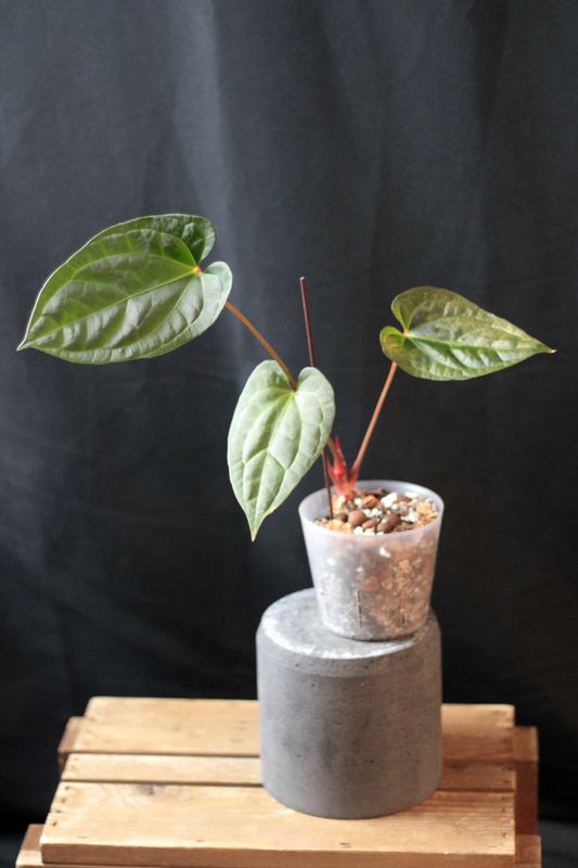 Anthurium (Pinkleyi x Luxurians) X Besseae - C