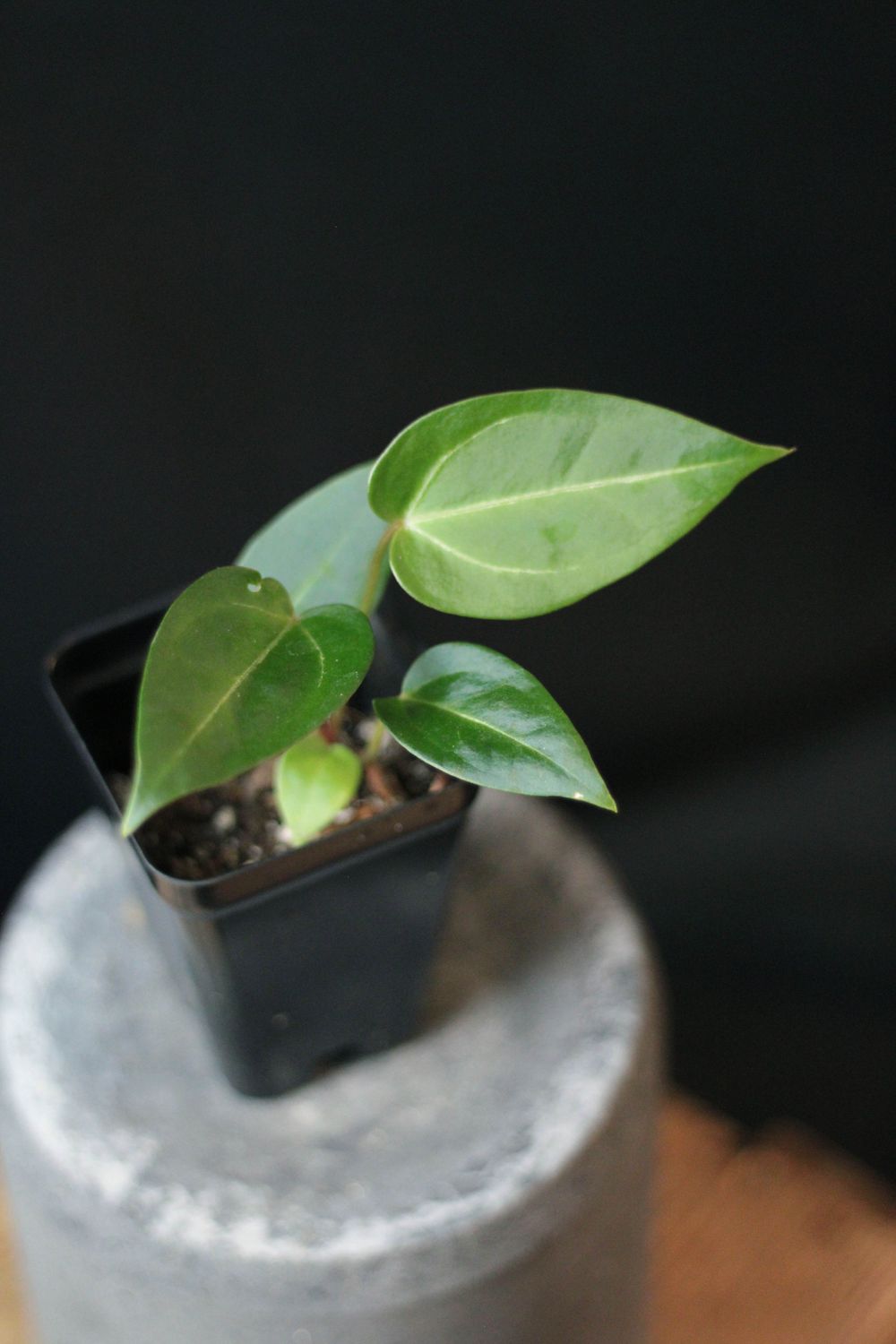 Anthurium (Magnificum x Crystallinum) X (Zara x Michelle)