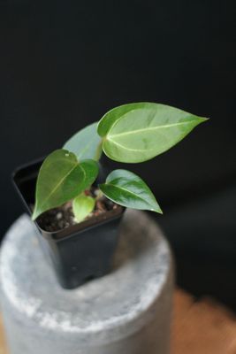 Anthurium (Magnificum x Crystallinum) X (Zara x Michelle)