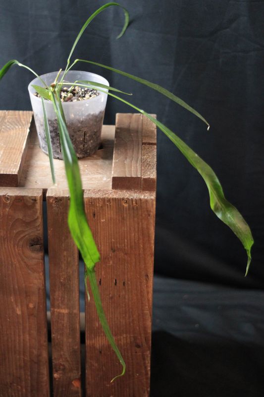 Anthurium SP Yasuni "Velvet" - B