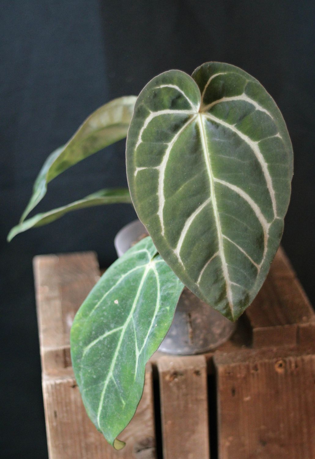 Anthurium Carlablackiae - B