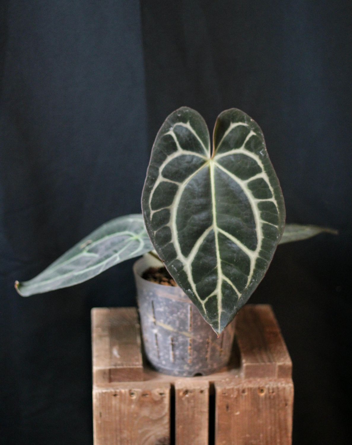 Anthurium Carlablackiae - C