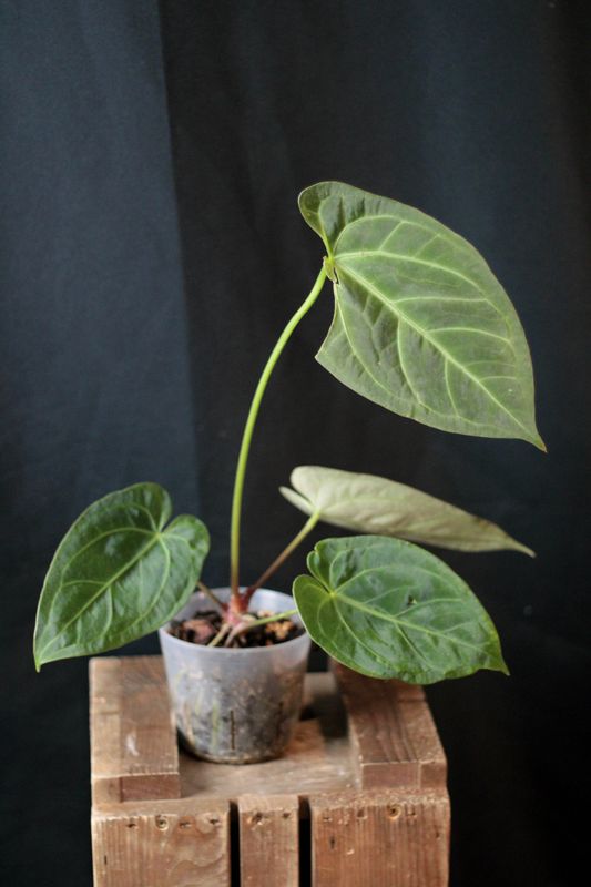 Anthurium AOS X Papillilaminum "Dark" - B