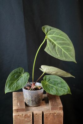 Anthurium AOS X Papillilaminum "Dark" - B