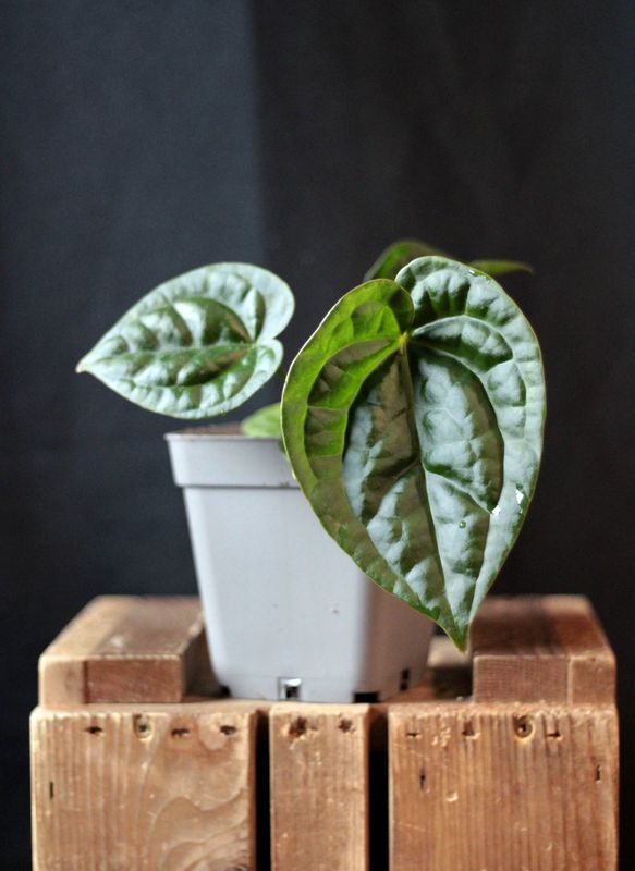Anthurium Crystallinum "Dark" x Luxurians - A