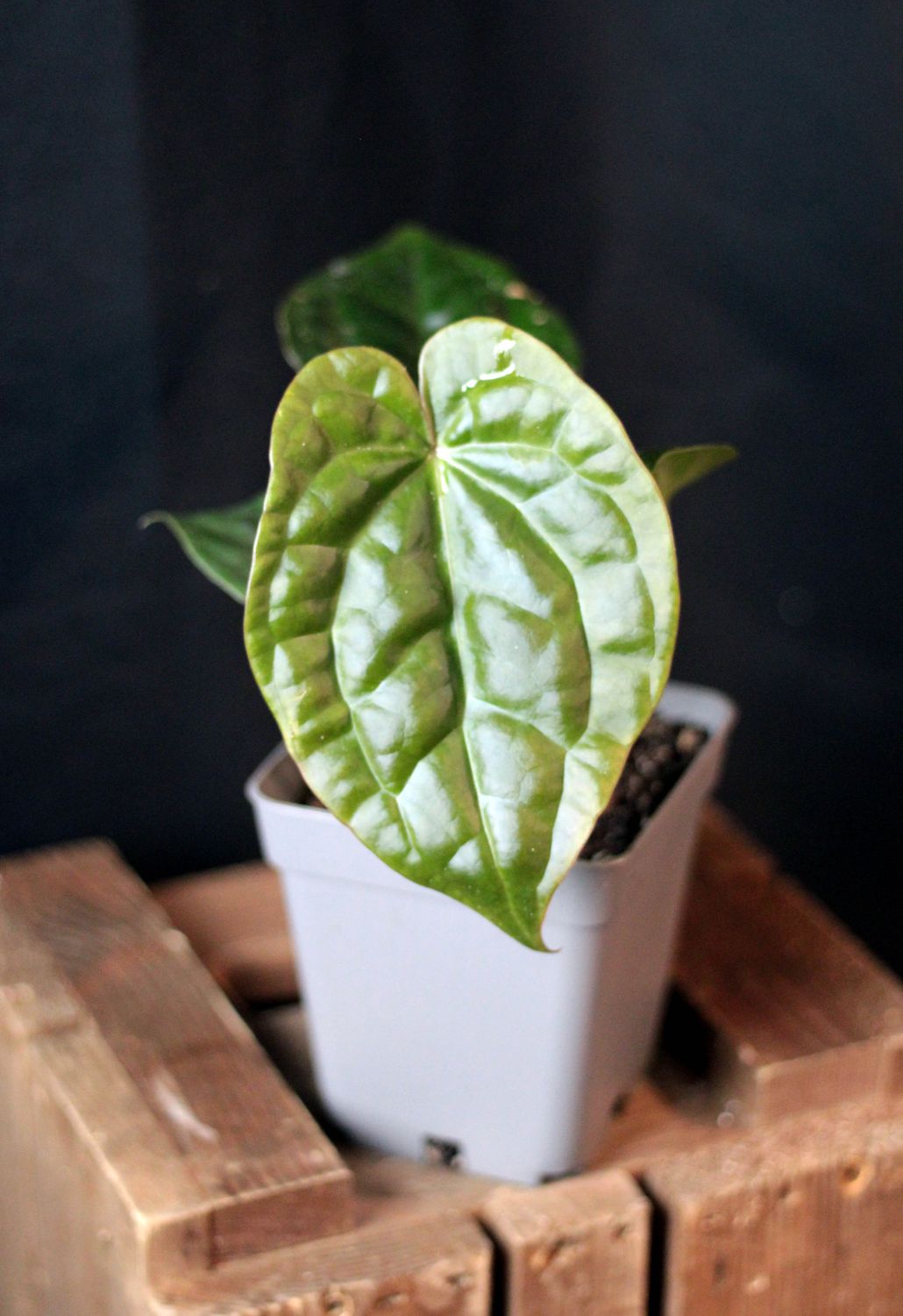 Anthurium Crystallinum "Dark" x Luxurians - B
