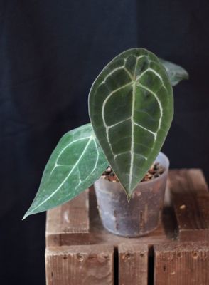 Anthurium Forgettii "Dark" - B