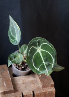 Anthurium Forgettii "Dark" - C