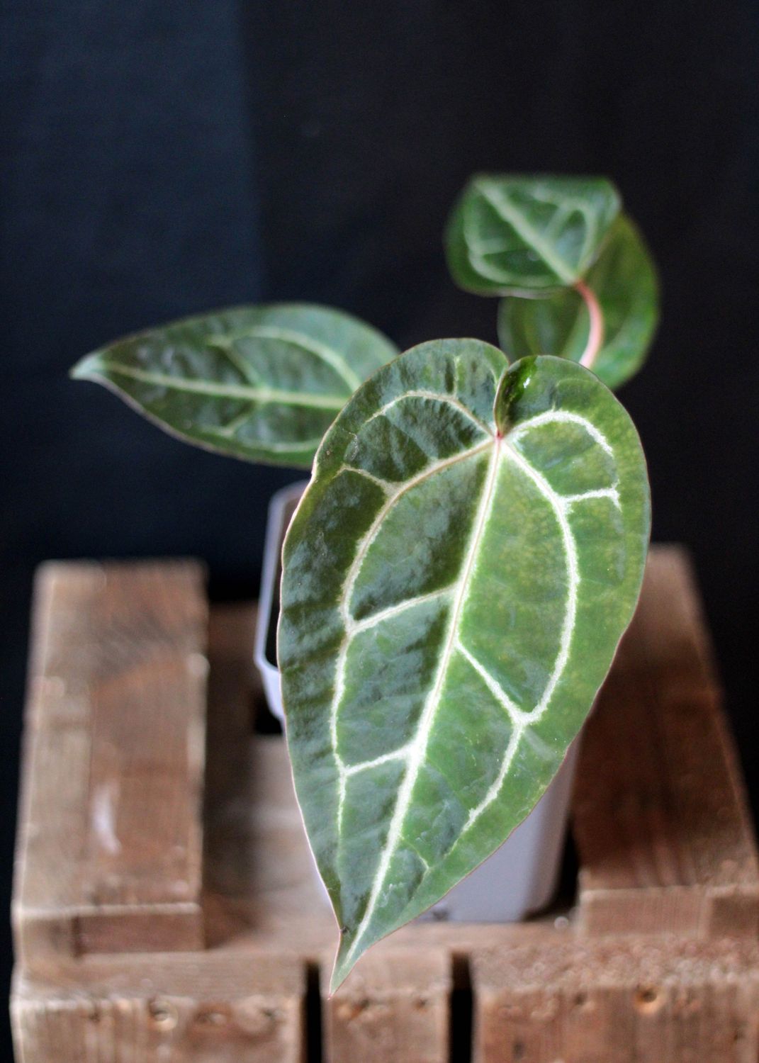 Anthurium (Magnificum x Crystallinum) X (Zara x Michelle) - B