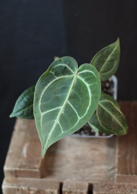 Anthurium (Magnificum x Crystallinum) X (Zara x Michelle) - A