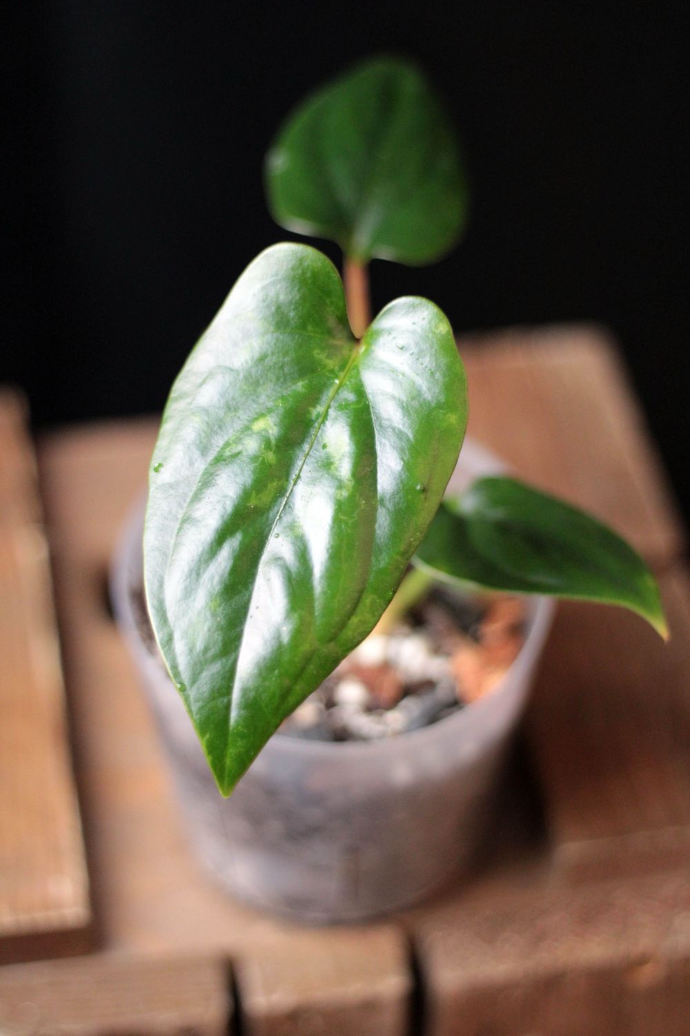 Anthurium Napo "Gigi" Show