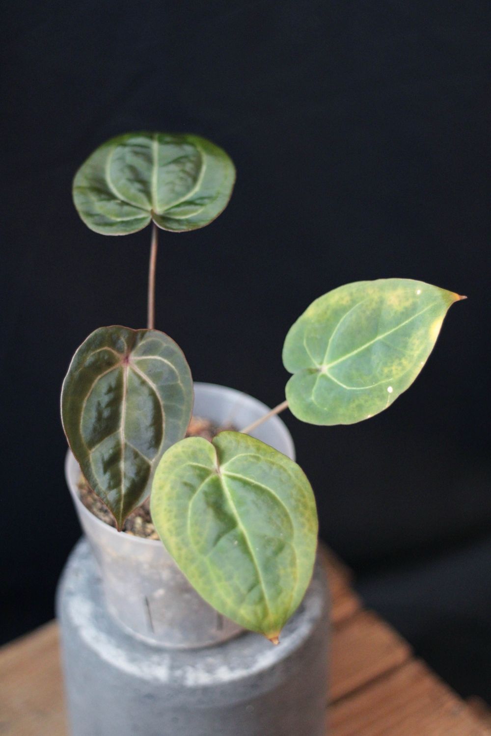 Anthurium Forgetii x Ace Of Spades - Show