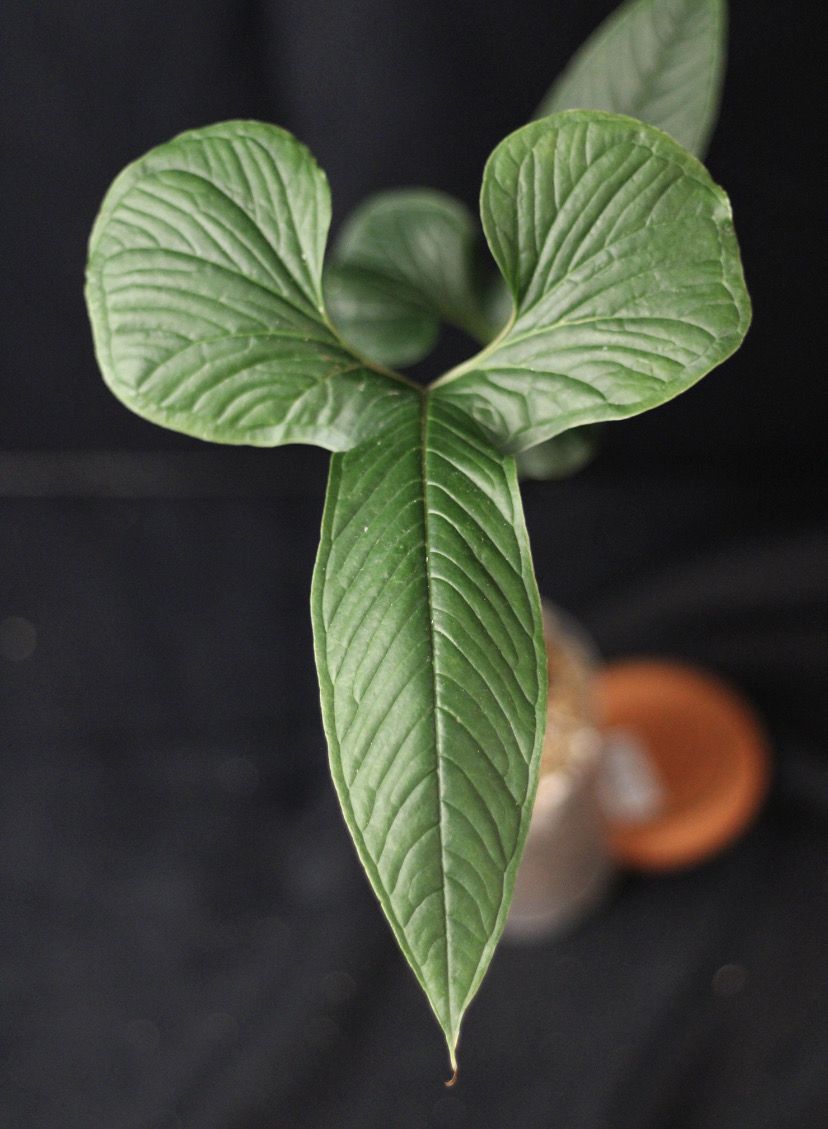 Anthurium Diaboense Show