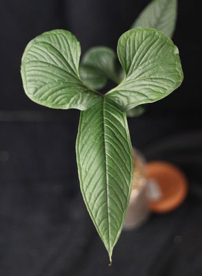 Anthurium Diaboense Show