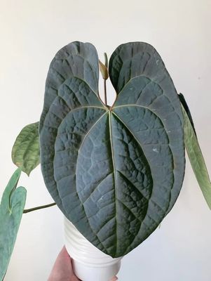 Anthurium Crystallinum "Dark" x Luxurians Medium Show