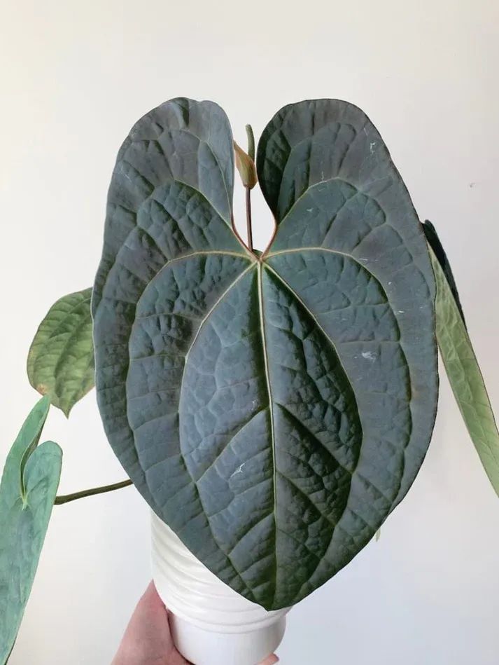 Anthurium Crystallinum "Dark" x Luxurians Medium