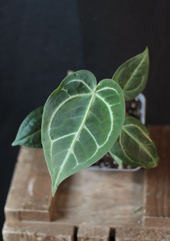 Anthurium (Magnificum x Crystallinum) X (Zara x Michelle) - Show