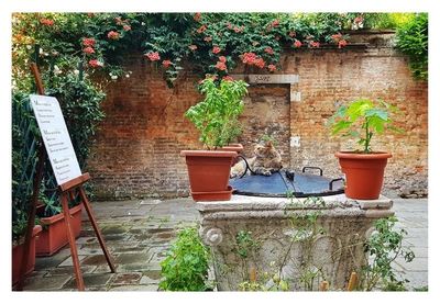 Venezia-Magnet Venezia-Magnet "Die Restaurant-Katze"