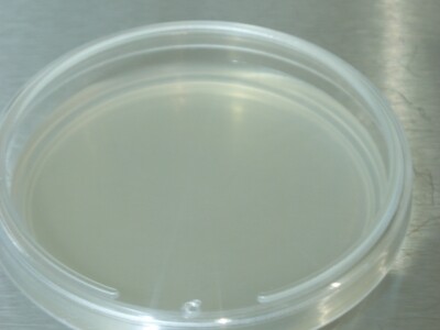 Nutrient Plate (MEA nutrient plate)