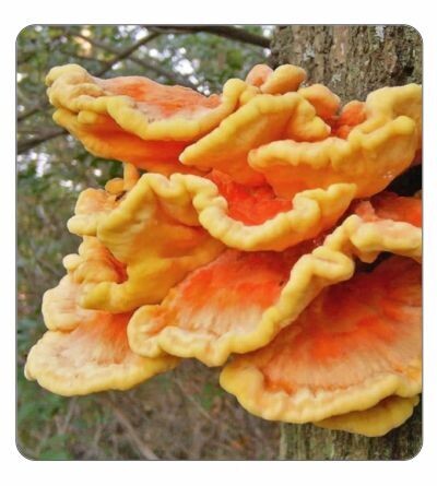 Chicken of the Woods Agar Culture (petri dish)