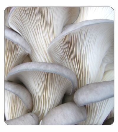 Grey Oyster Agar Culture (petri dish)