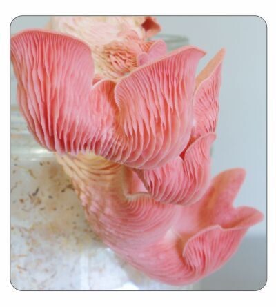 Pink Oyster Agar Culture (petri dish)