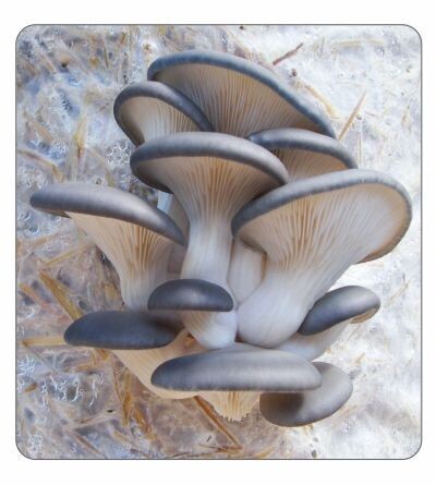 Blue Oyster Agar Culture (petri dish)