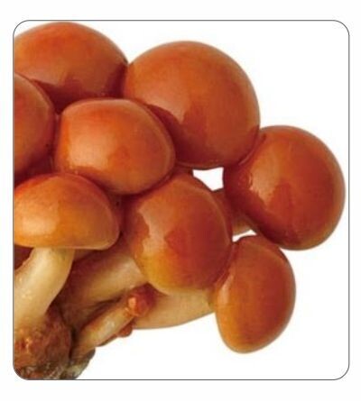 Nameko Agar Culture (petri dish)