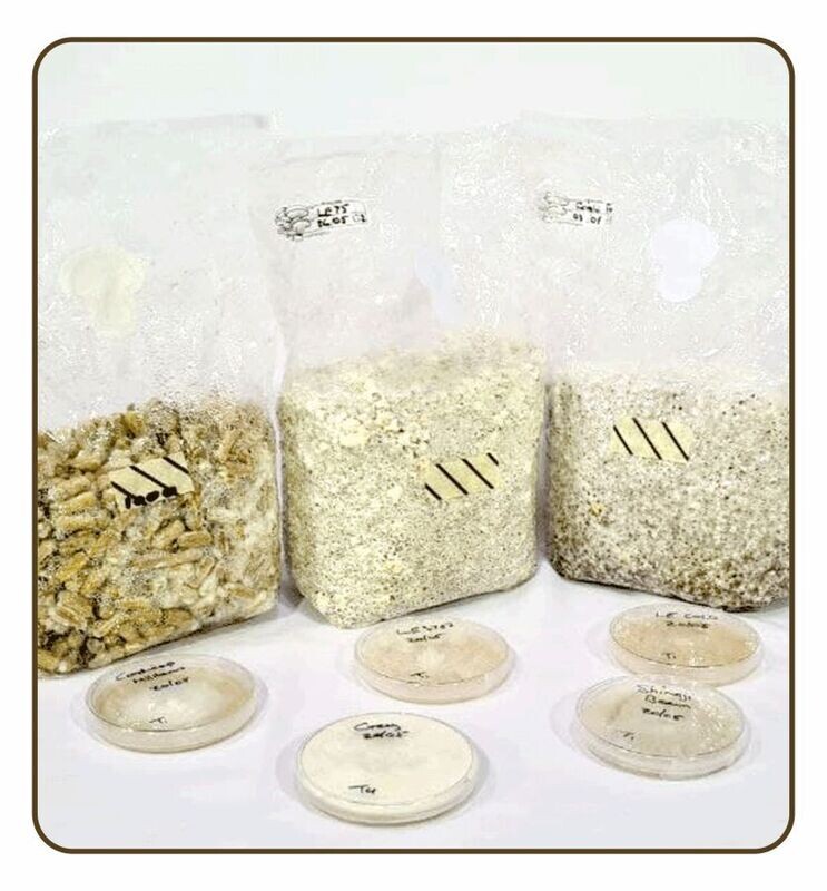 Spawn, cultures & dowels