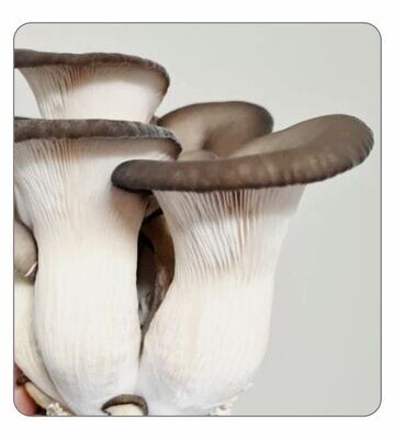 Elf Oyster Spawn 2kg