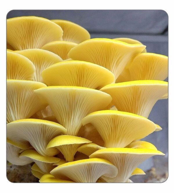 Golden Oyster Agar Culture (petri dish)