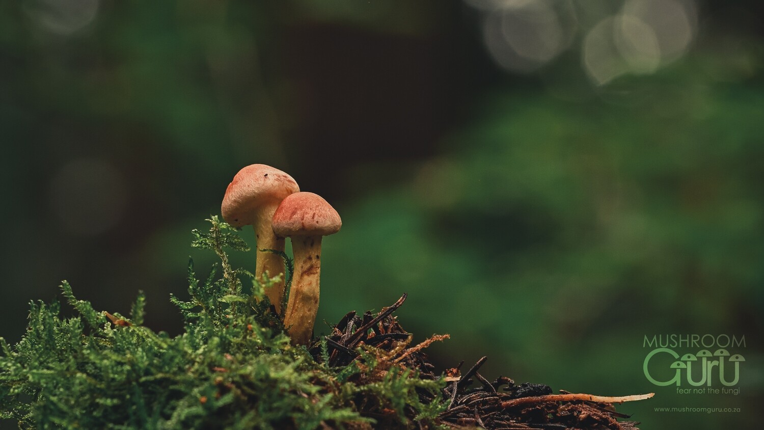 FREEBIE wallpaper