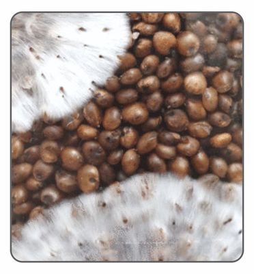 Grain Spawn