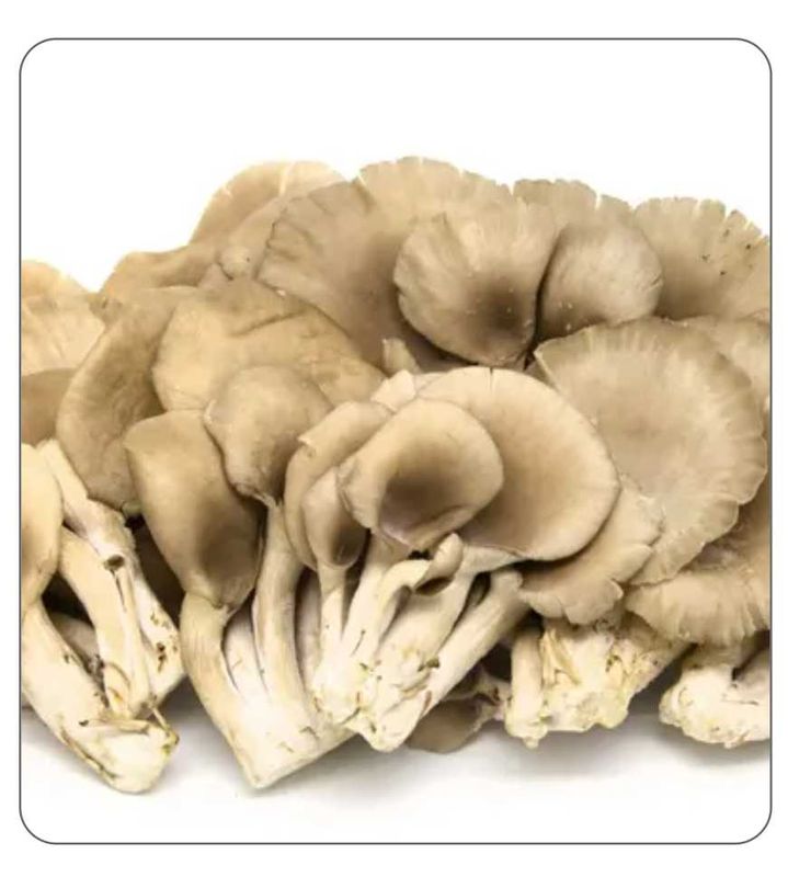 Brown Oyster Agar Culture (petri dish)