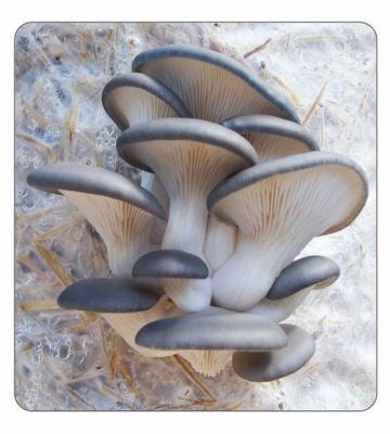 Blue Oyster Spawn 2kg