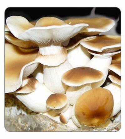 Agrocybe aegerita (Swordbelt) Agar Culture (petri dish)