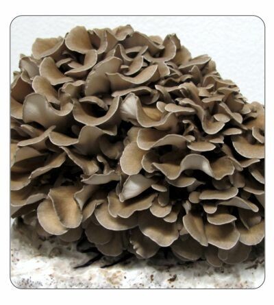 Maitake Agar Culture (petri dish)