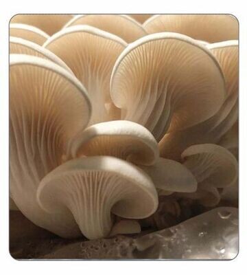 Elm Oyster Agar Culture (petri dish)