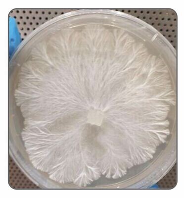 Elm Oyster Agar Culture (petri dish)