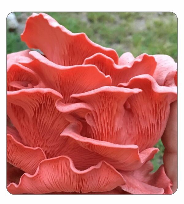 Pink Oyster Agar Culture (petri dish)