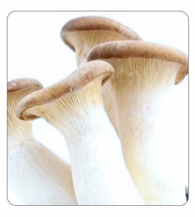 King Oyster Agar Culture (petri dish)
