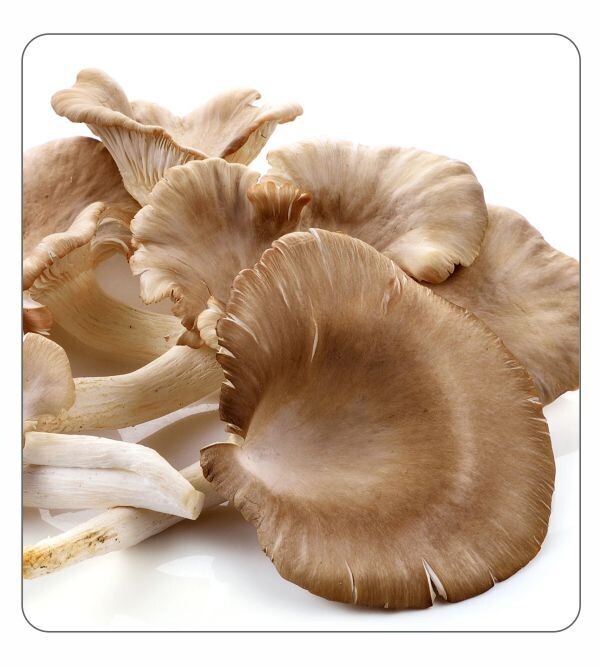 Indian Oyster Agar Culture (petri dish)