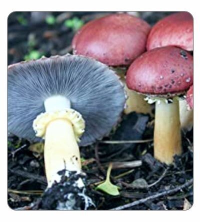 Stropharia (Wine Cap) Agar Culture (petri dish)