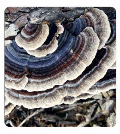 Turkey Tail Agar Culture (petri dish)