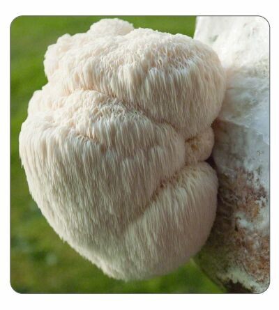 Lions Mane Spawn 2kg