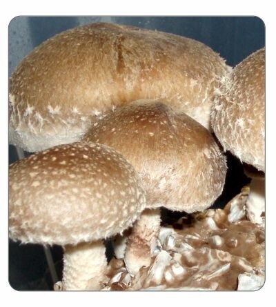 Shiitake (warm, straw, LE75) Spawn 2kg