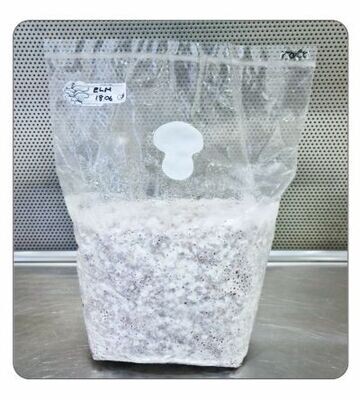 Elf Oyster Spawn 2kg