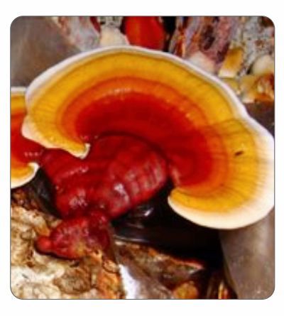 Reishi dowels