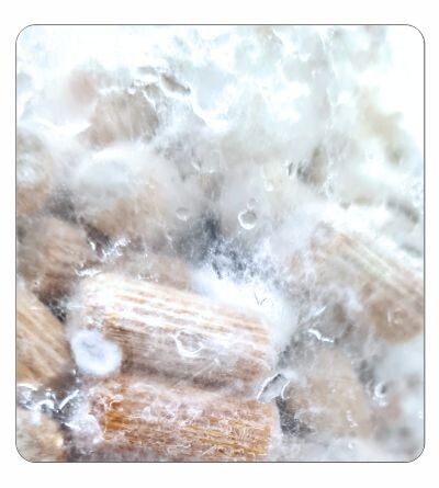 Shiitake dowels, Pack Sizes: 100