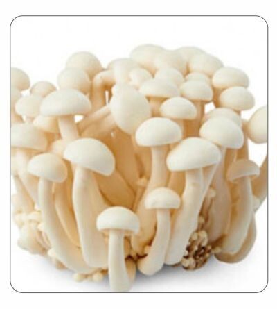 Shimeji (white) Agar Culture (petri dish)